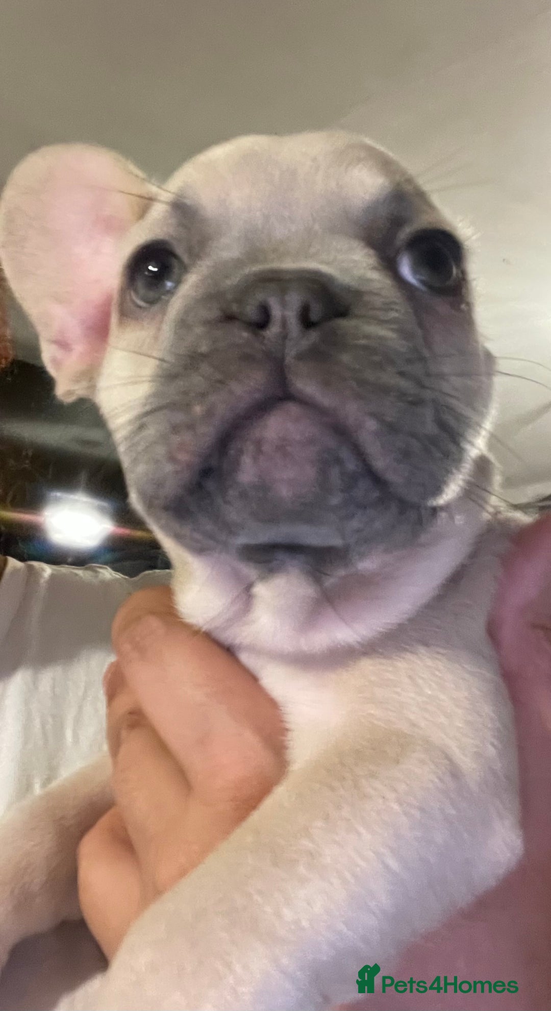French Bulldog dogs for sale: Pedigree  French bulldogs ready to leave  - Image 4