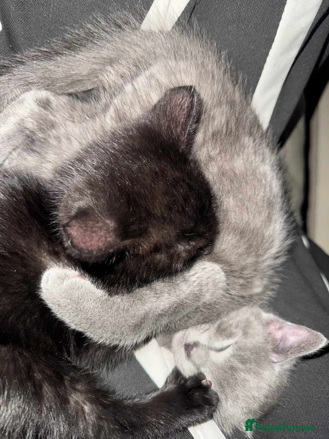 Mixed Breed cats for sale: Beautiful and super friendly mixed kittens - Advert 7