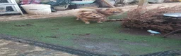 Pomeranian dogs for sale: Pomeranian pups - Advert 1