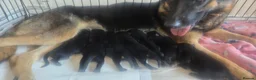 Mixed Breed dogs for sale: German shepherd x rottweiler puppies  in Brierley Hill - Advert 10