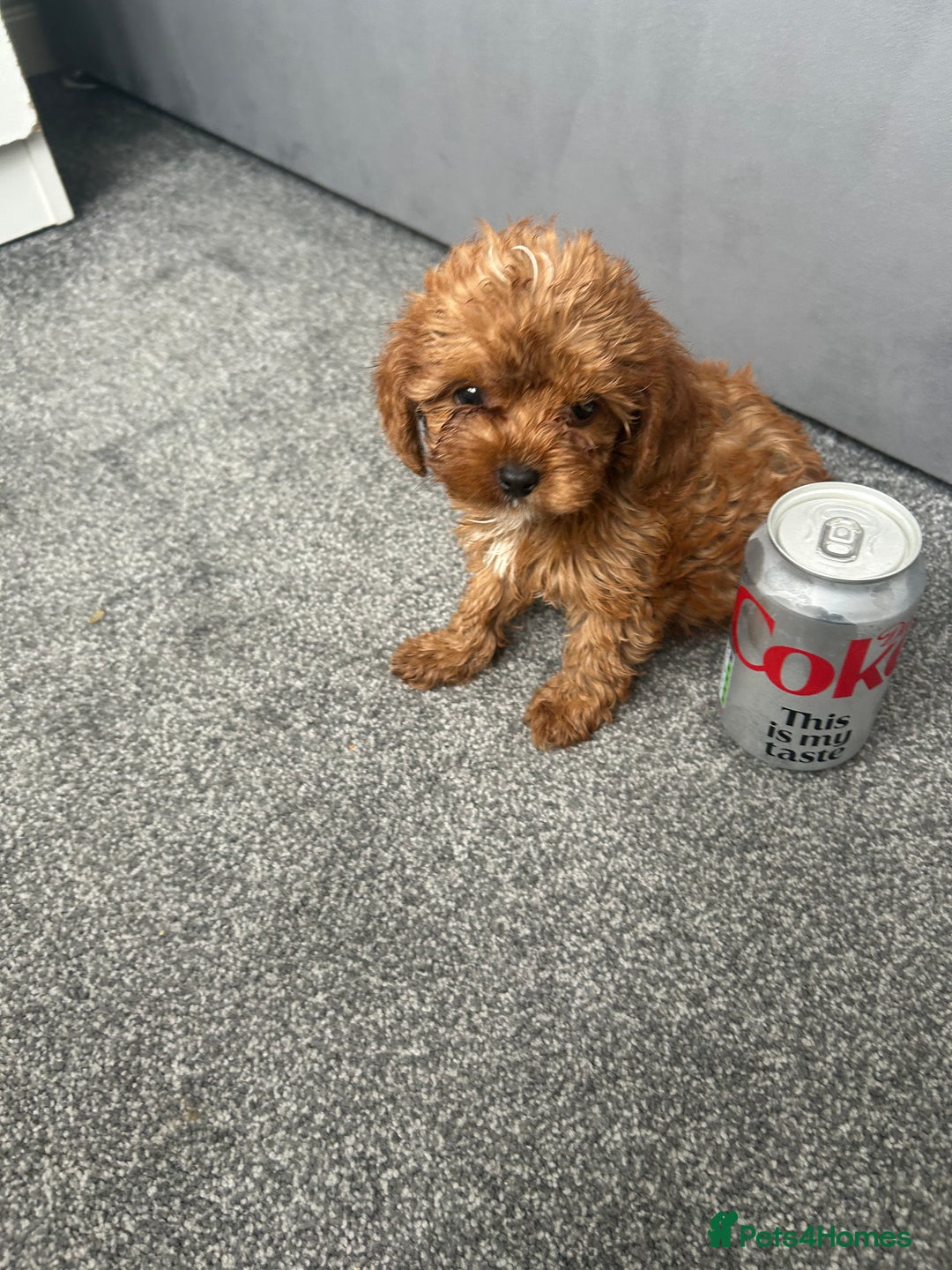 Cavapoo dogs for sale: Stunning F1 Cavapoos kc reg parents  - Image 10