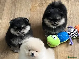 Pomeranian dogs Two Pom boys are looking for a loving families - Advert 1