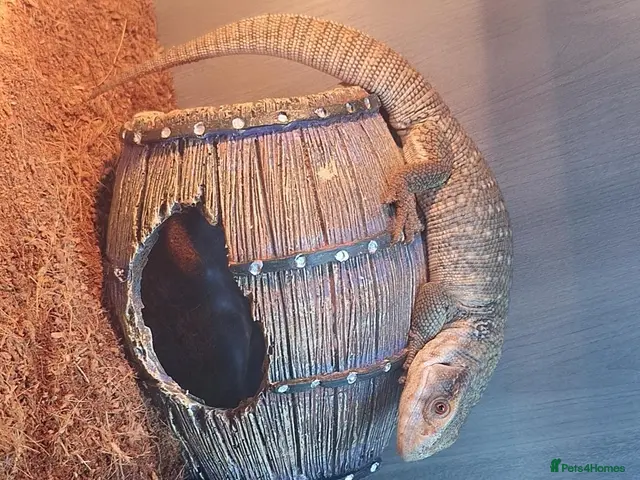 Mixed Breed reptiles Boss monitor - Advert 5