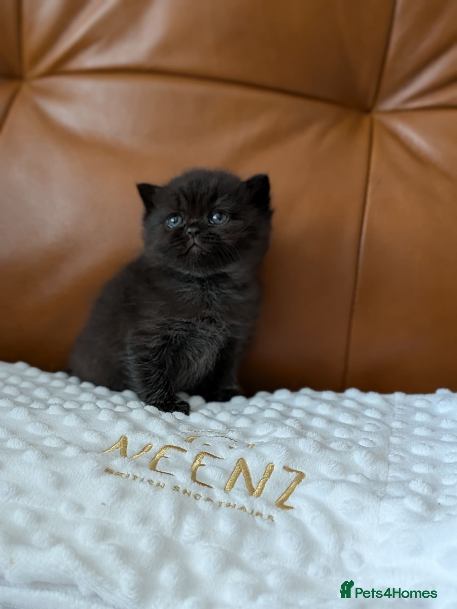 British Shorthair cats GCCF registered British Shorthair/ LH kittens  - Advert 1