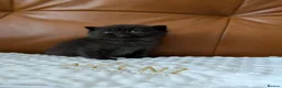 British Shorthair cats for sale: GCCF registered British Shorthair/ LH kittens  - Advert 9