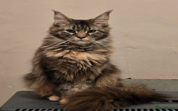 Mixed Breed cats for sale: Mainecoon x domestic  - Image 5