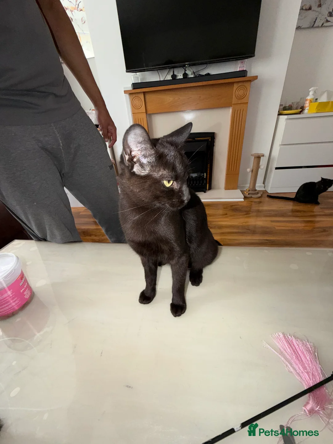 Mixed Breed cats for sale: Maine coon cross tabby mixed kittens - Advert 2