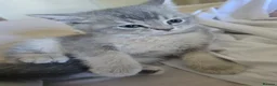 British Shorthair cats for sale: Adorable British Shorthair Kittens - Advert 1