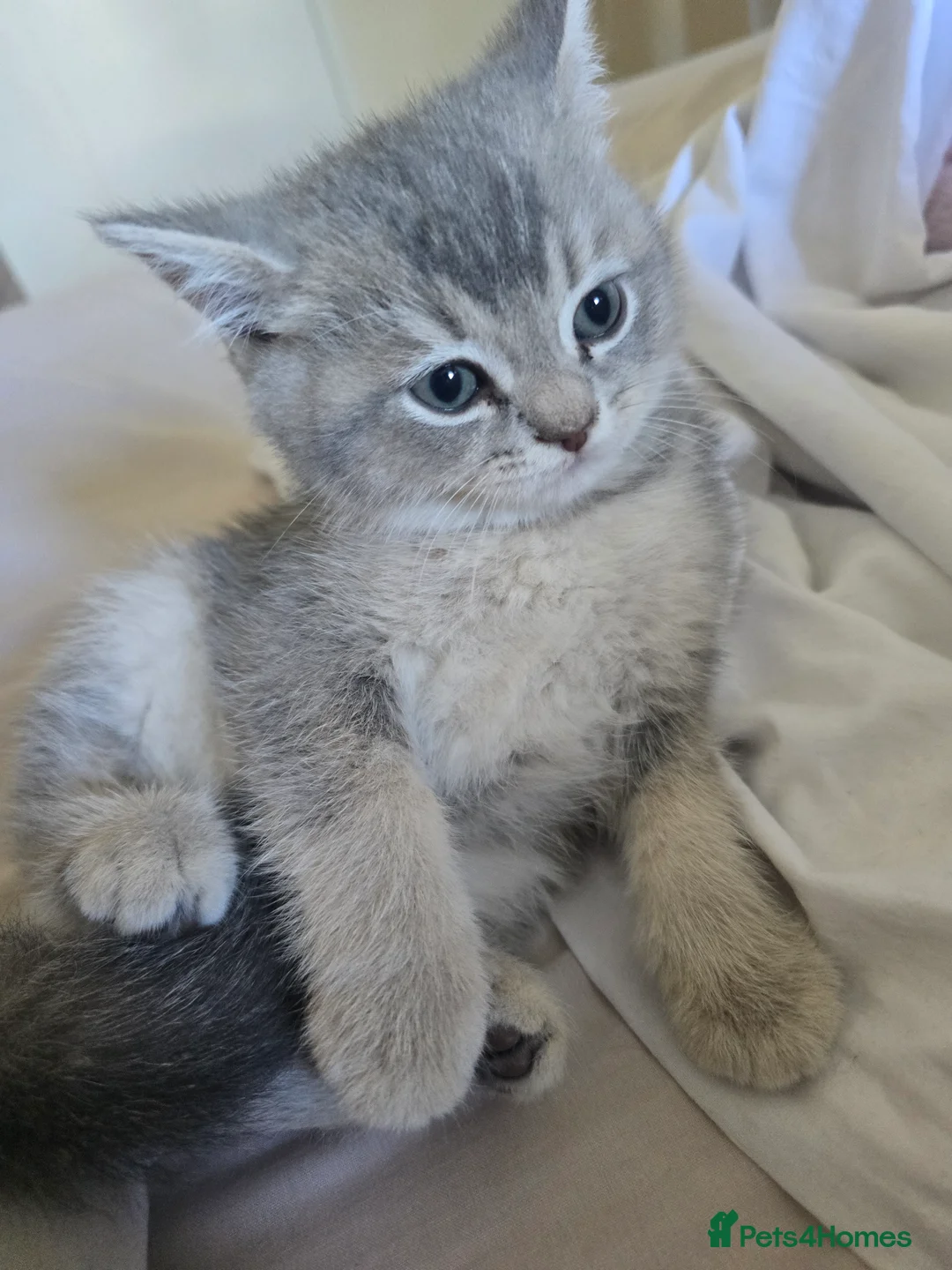 British Shorthair cats for sale: Adorable British Shorthair Kittens - Advert 1
