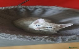 Russian Blue cats for sale: TICA Russian Blue Kittens Pedigree - Image 8