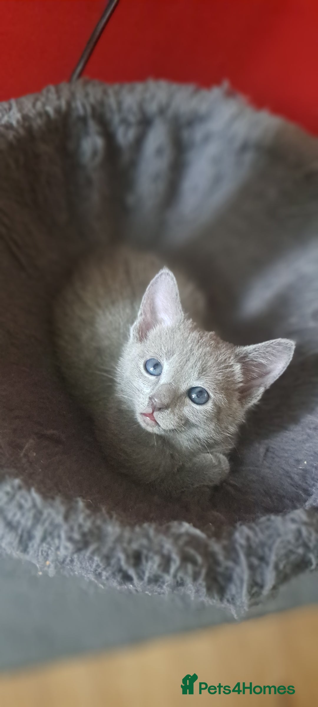 Russian Blue cats for sale: TICA Russian Blue Kittens Pedigree - Image 8