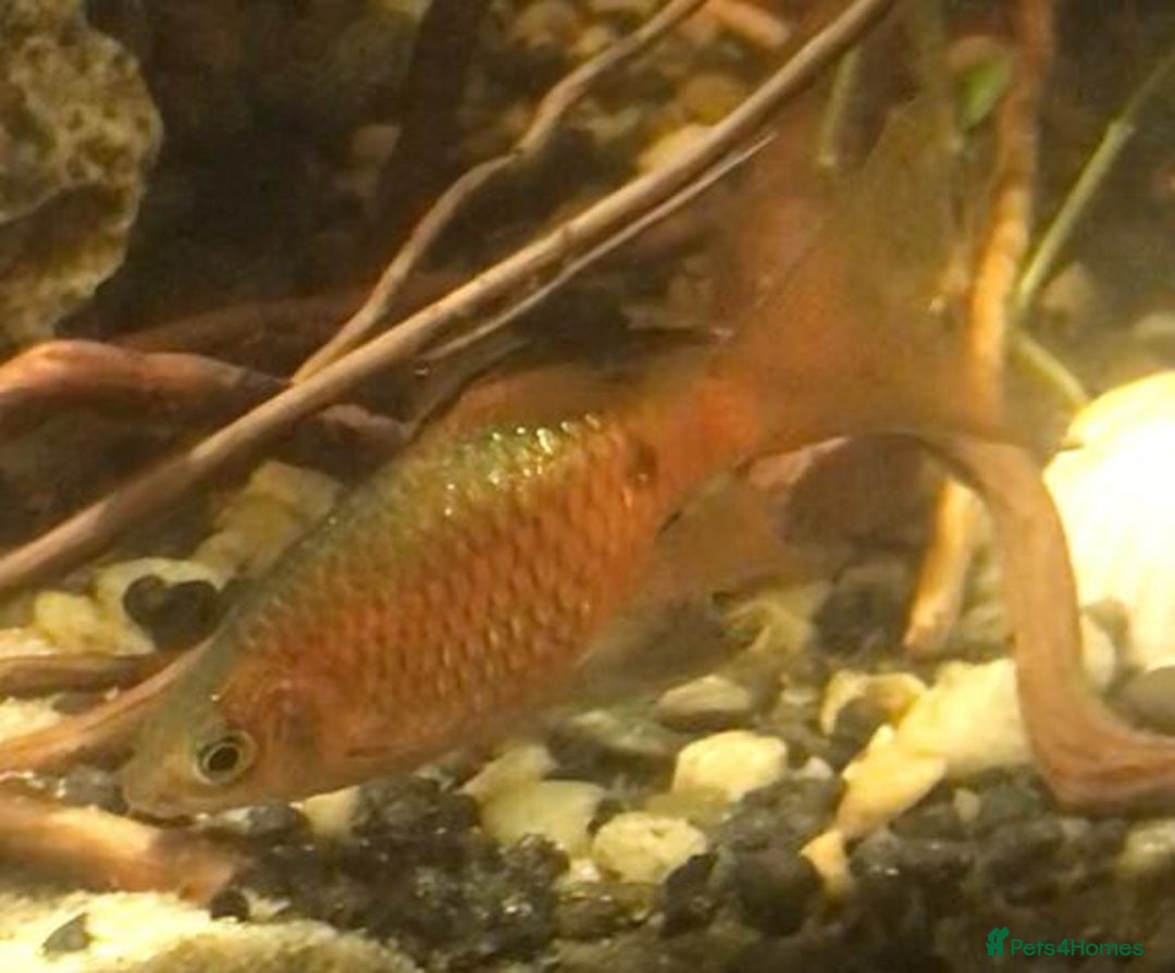 Other/Mixed Breed fish for sale: All fish sold individually for 10£ (info below) - Image 7