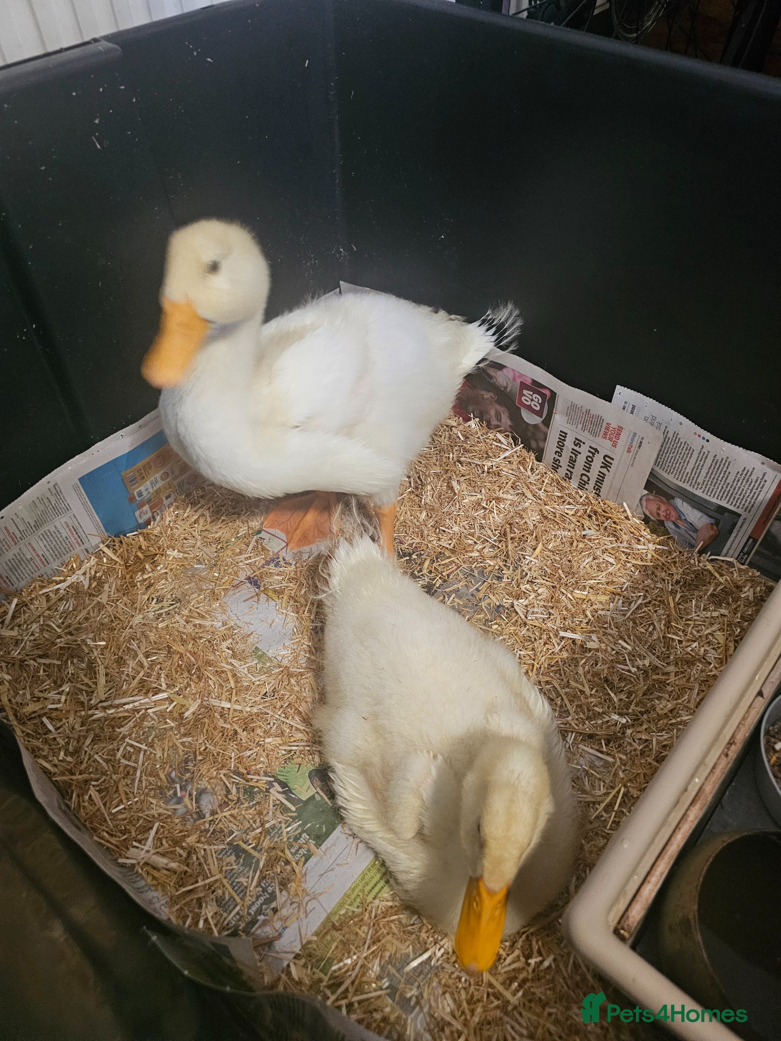 Ducks poultry for sale: 2 Aylesbury Ducklings for Sale in Croydon - Advert 3
