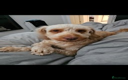 Cockapoo dogs for sale: Stunning cockapoo puppies - Image 3
