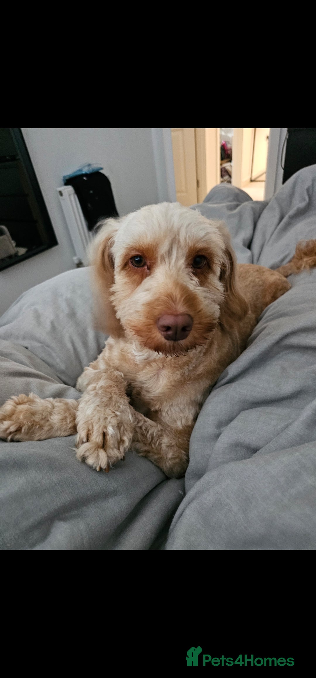 Cockapoo dogs for sale: Stunning cockapoo puppies - Image 3