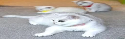 British Shorthair cats for sale: Last Girl 🌟 White British Shorthair Female Kitten - Advert 3