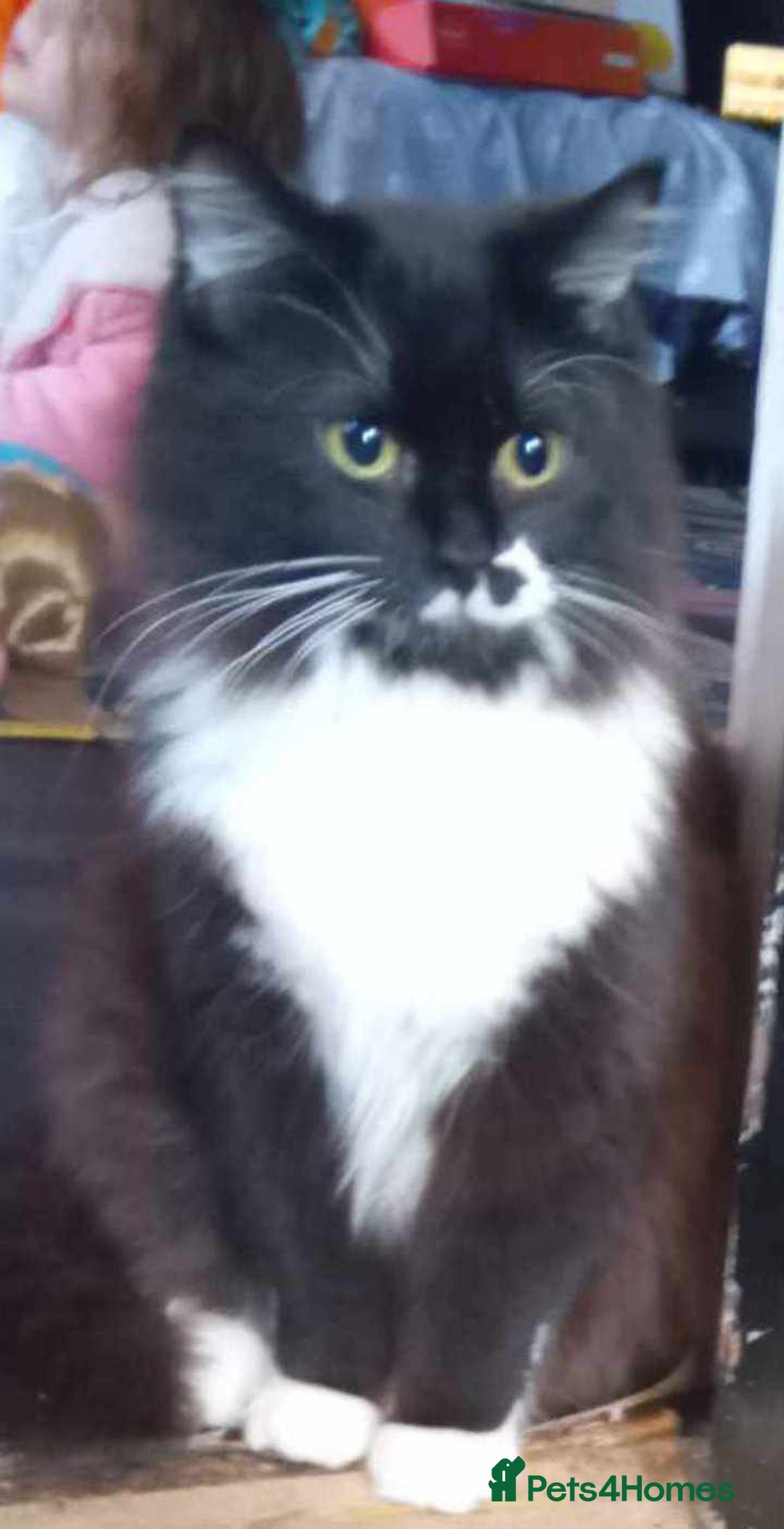 Mixed Breed cats for sale: Ragamuffin maleand tortishell female for rehoming  - Advert 3