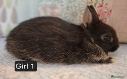 Netherland Dwarf rabbits for sale: Purebred Netherland Dwarf Rabbits Now  - Image 5