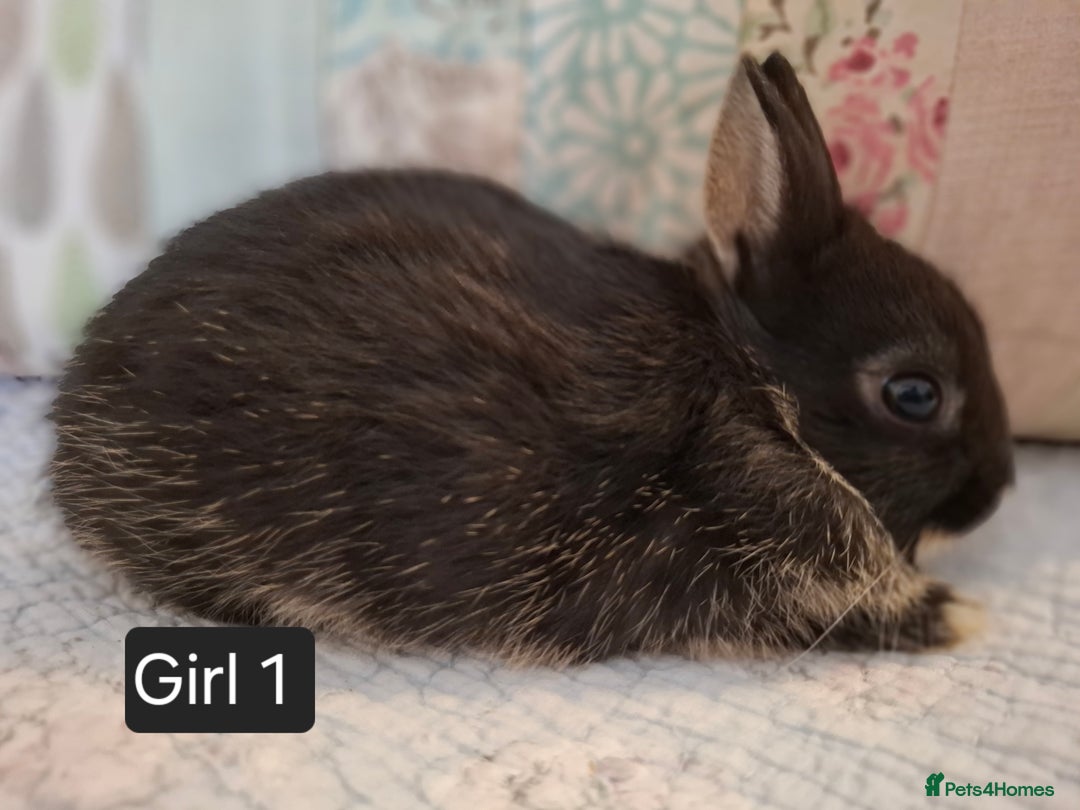 Netherland Dwarf rabbits for sale: Purebred Netherland Dwarf Rabbits Now  - Image 5