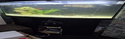 Other/Mixed Breed fish for sale: Fluvel fish tank complete set up  - Advert 20