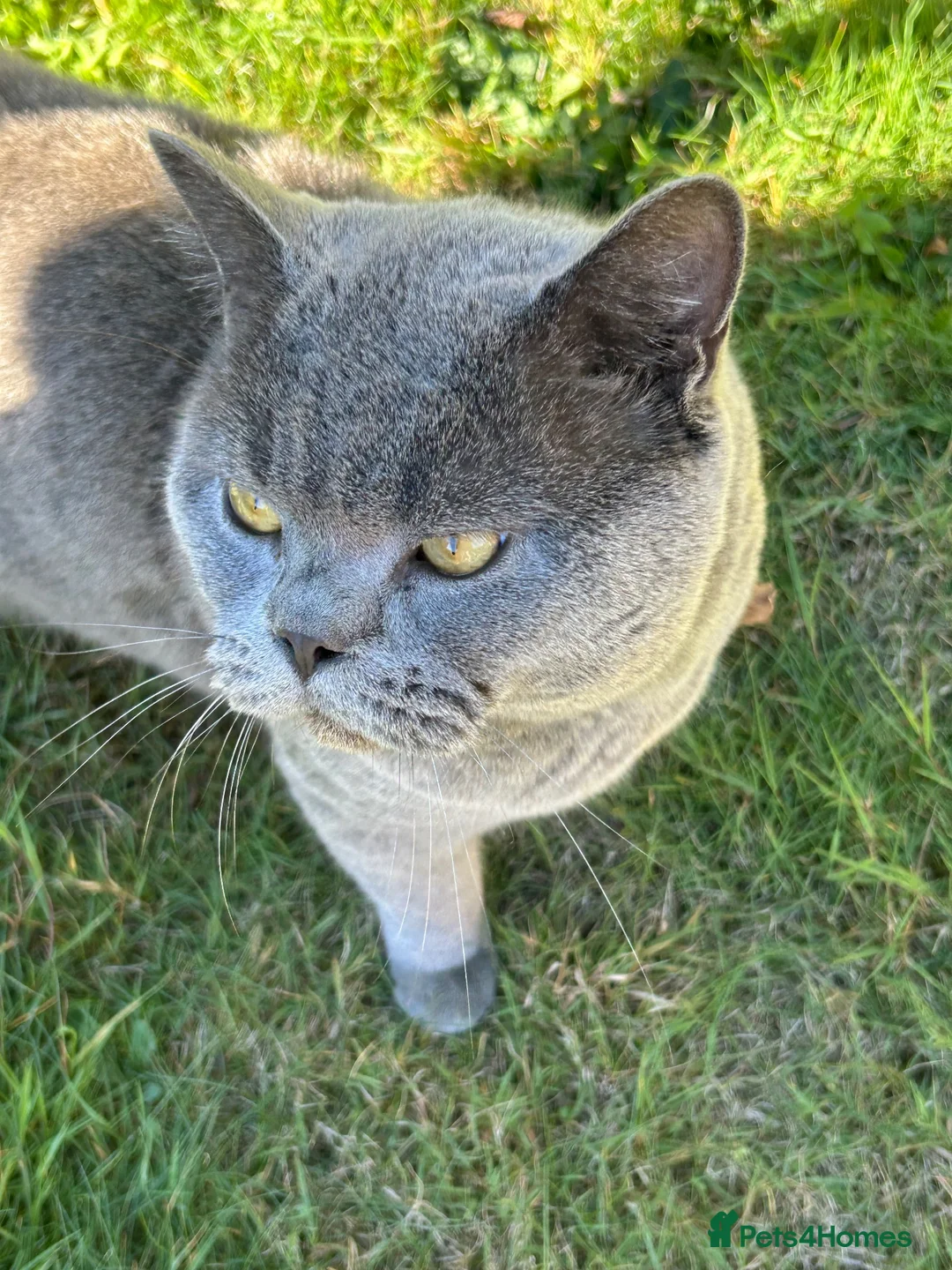 British Shorthair cats for sale: STUNNING 3 YEAR-OLD BRITISH SHORTHAIR - 5 STAR in Basildon - Advert 2