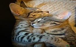 Savannah cats for sale: Savannah F4 girl kittens - Image 5
