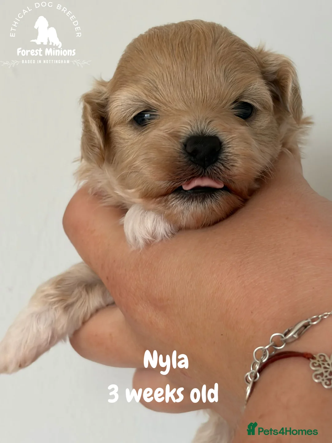 Maltipoo dogs for sale: Beautiful Maltipoo puppies ❤️ - Advert 2