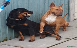 Rottweiler dogs for sale:  Long haired (fluffweilers ) last girl  - Image 27