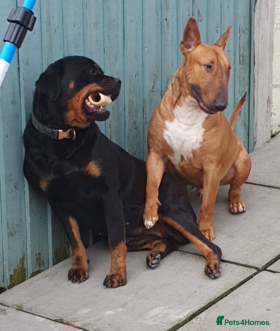 Rottweiler dogs for sale:  Long haired (fluffweilers ) last girl  - Image 27
