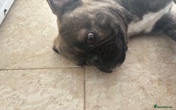 French Bulldog dogs for sale: 2 french bulldogs  - Image 3