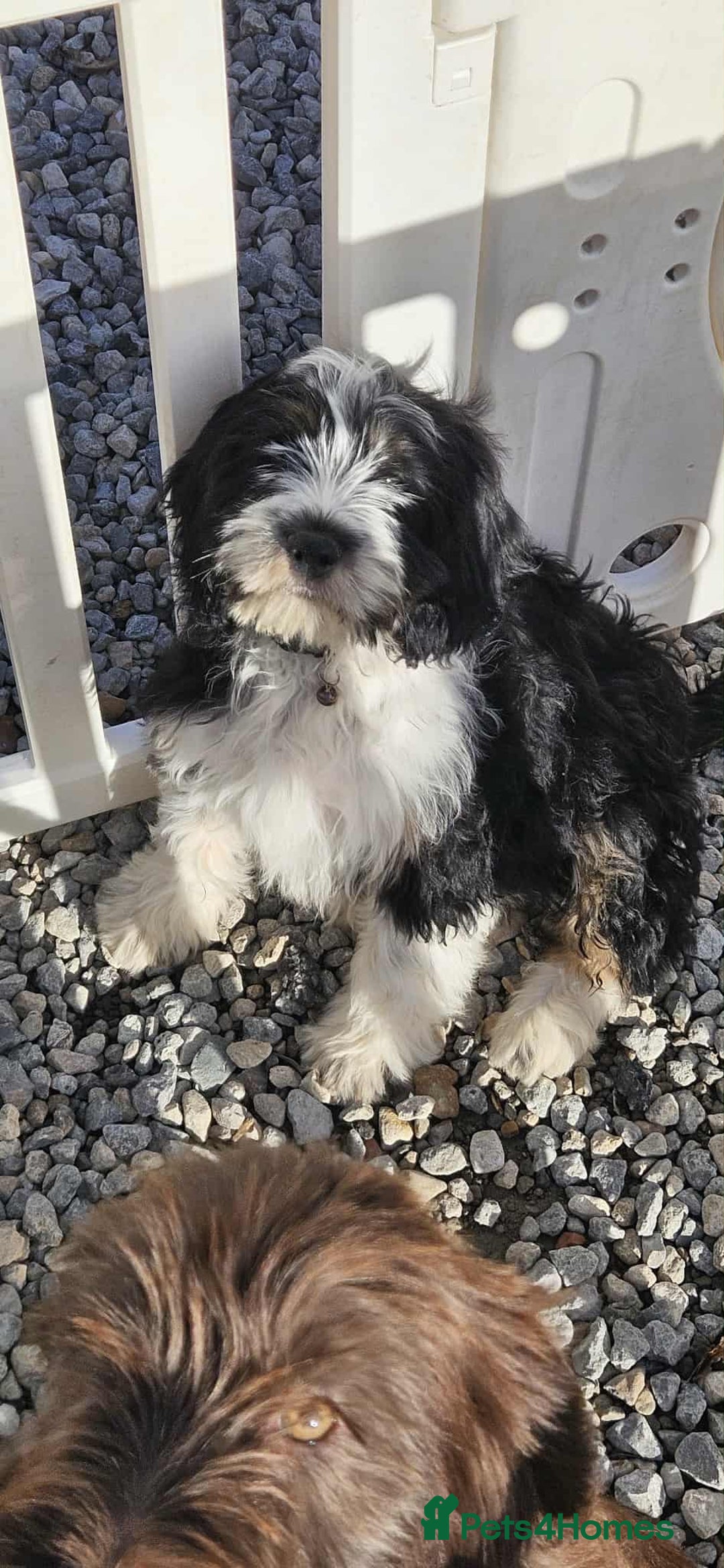 Mixed Breed dogs for sale: Cocker spaniel + Tibetan terrier =kobetan - Image 3