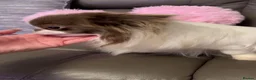 Chihuahua dogs for sale: ✨  **  chihuahua ✨ 1 long haired boy left  - Advert 19
