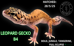 Leopard Gecko reptiles for sale: LEOPARD GECKOS AVAILABLE!! - NEW BABIES!  in Swadlincote - Image 13
