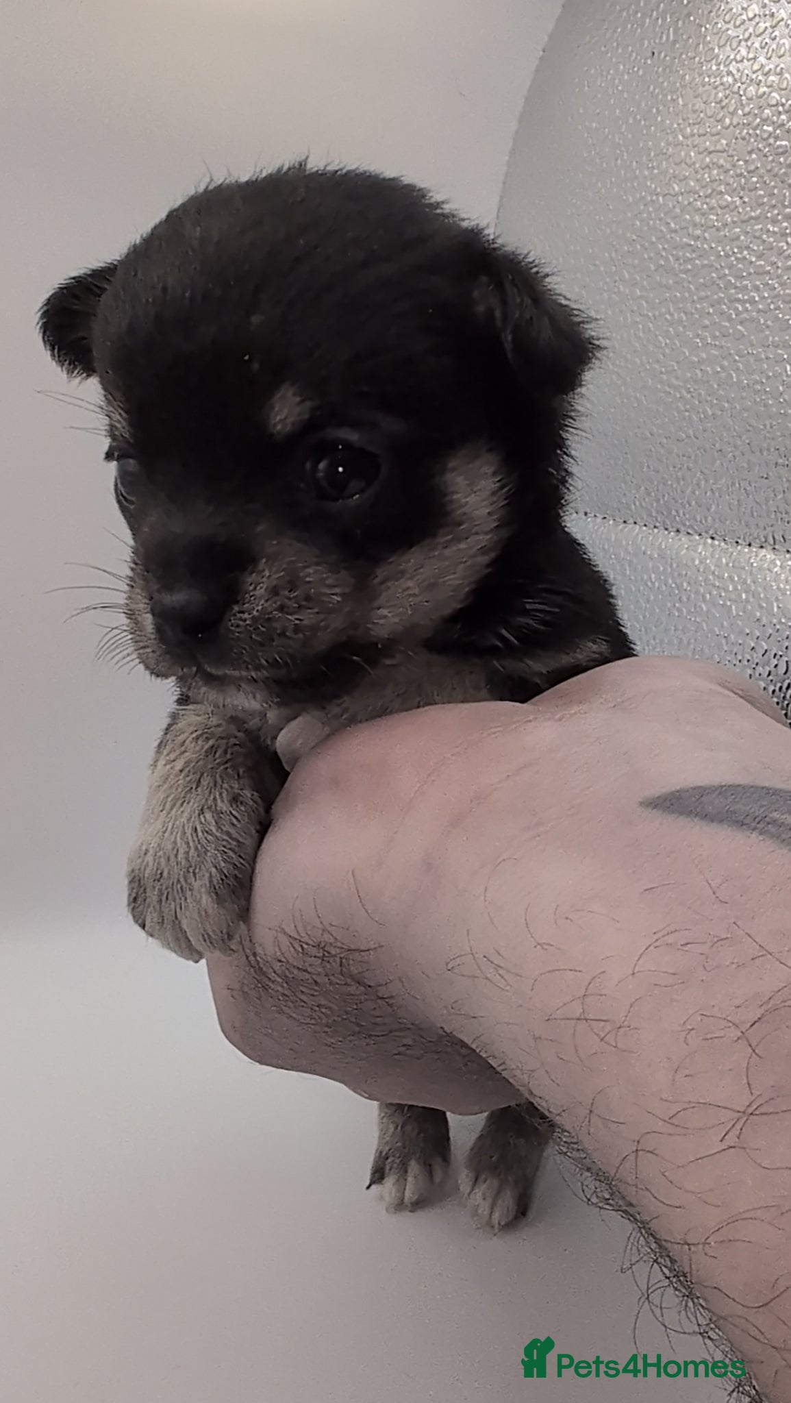 Chihuahua dogs Chihuahua Puppies looking for a loving home - Advert 8