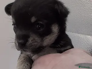 Chihuahua dogs Chihuahua Puppies looking for a loving home - Advert 8