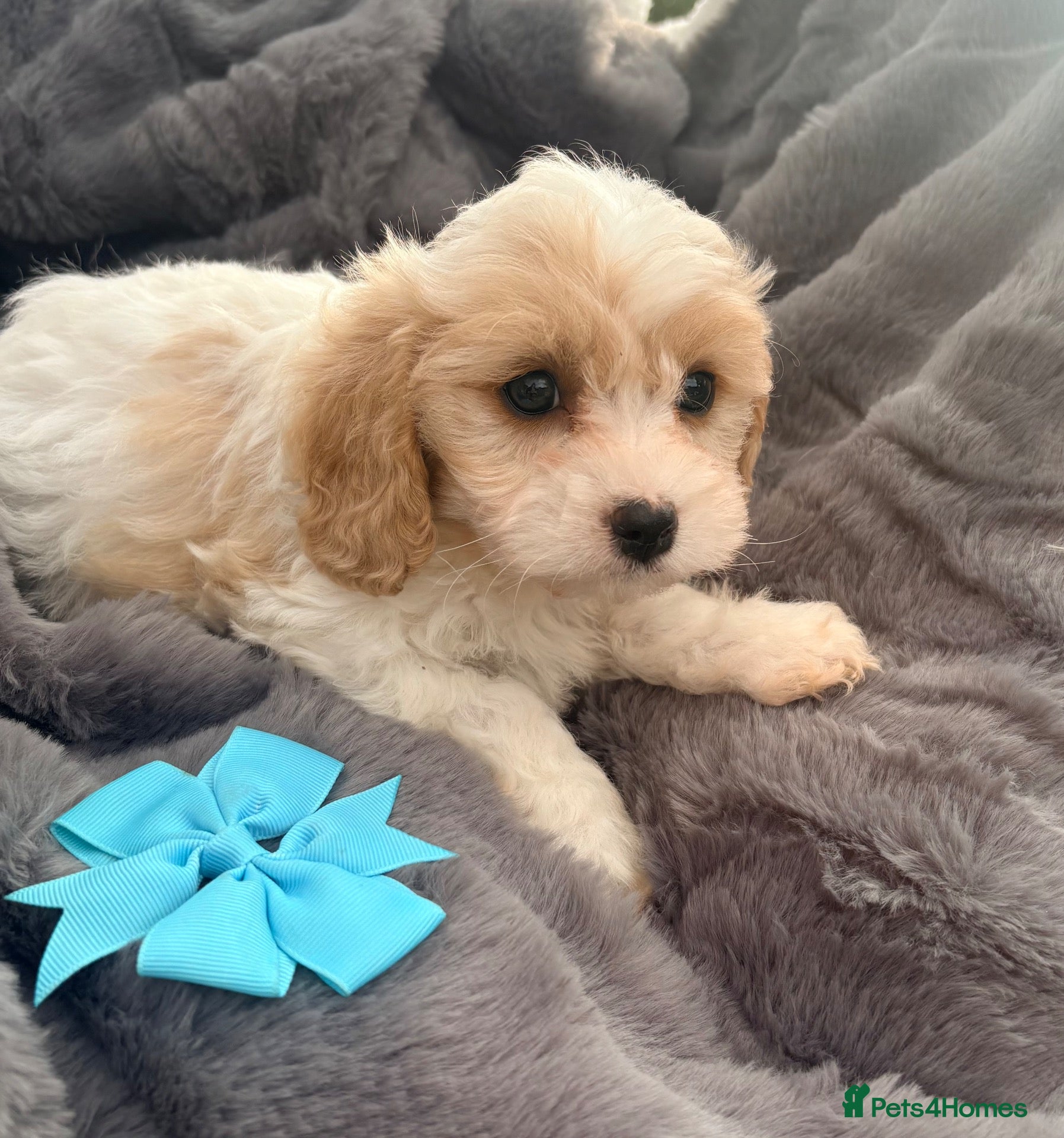 Cavachon dogs for sale: Cavachon puppies  - Advert 2