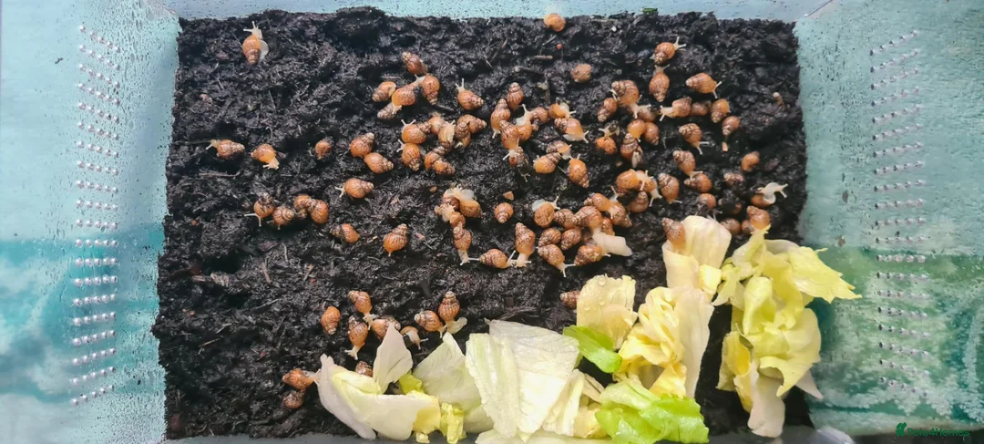 Snails invertebrates for sale: Giant african land snails  in Peterborough - Advert 1