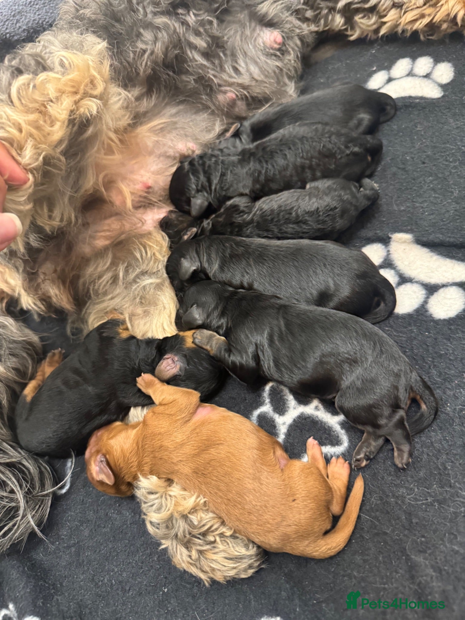 Cavapoo dogs Cavapoo Puppies Born 11 June 26 Reservations Open  - Advert 2
