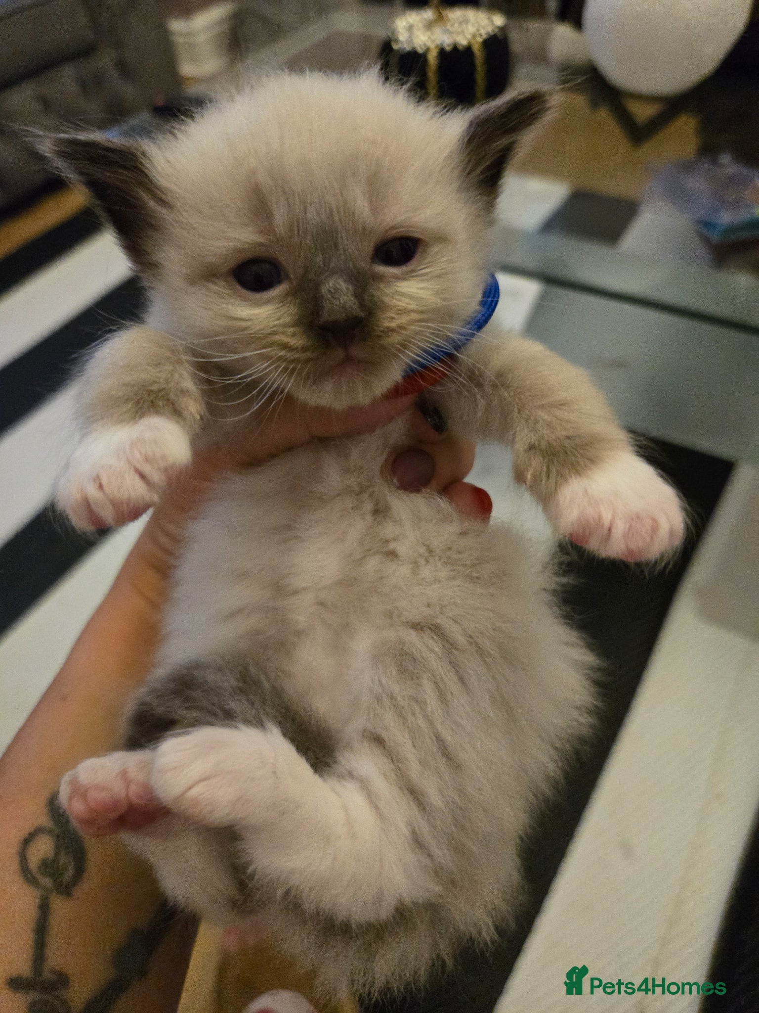 Ragdoll cats for sale: Stunning litter of Purebred Ragdoll kittens - Advert 19