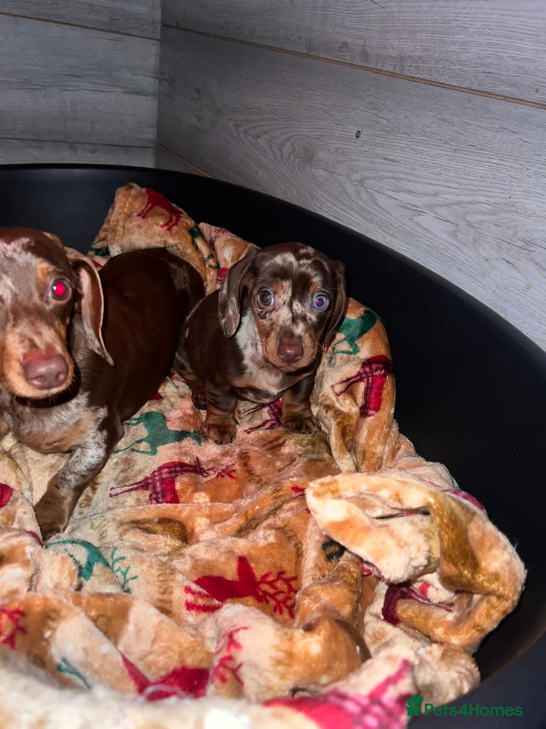 Miniature Dachshund dogs for sale: 3 beautiful mini sausages - Advert 9