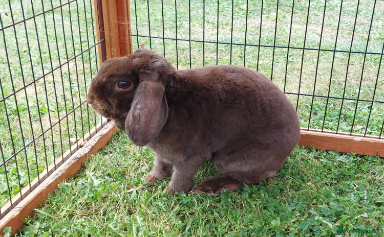 Mini Lop rabbits - Advert 2