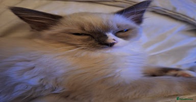 Ragdoll cats - Advert 12