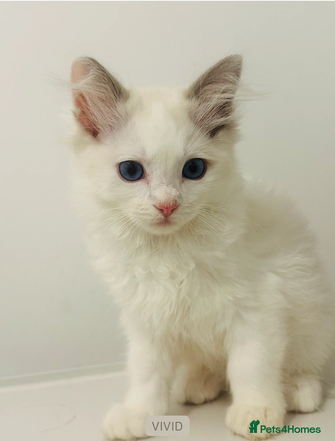Ragdoll cats for sale: Tica register kittens awailable now  - Advert 2