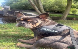 French Bulldog dogs for sale: 6 year old French bulldog looking for a new home - Image 2