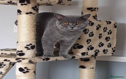 British Shorthair cats for sale: Pure British shirthair ready for new parents - Image 18