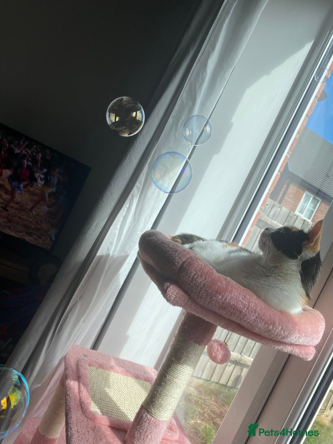 Domestic Shorthair cats for sale: Loving cat free to a loving home - Image 1