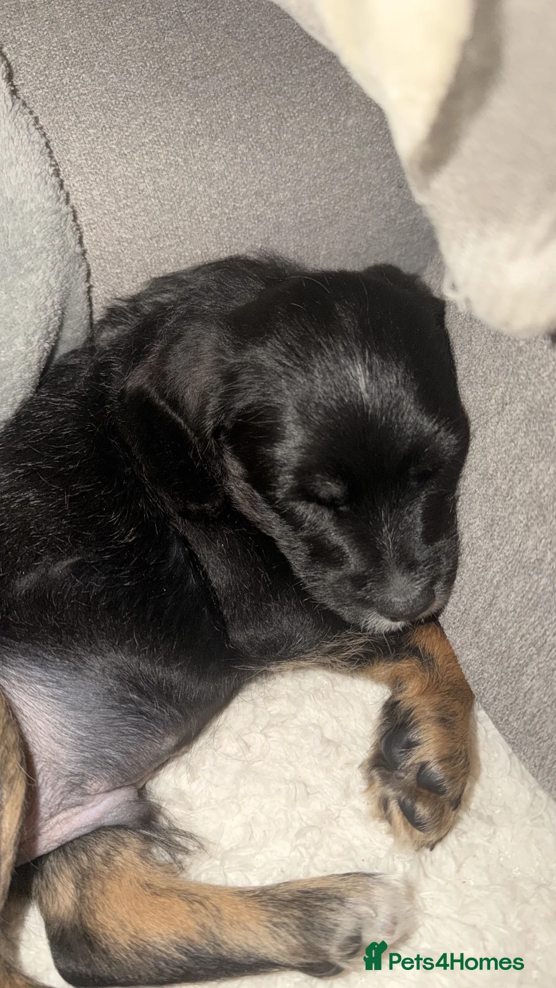 Mixed Breed dogs for sale: Spaniel cross  - Advert 2