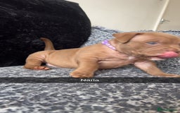 American Bully dogs for sale: Stunning pocket bullie’s  - Image 40