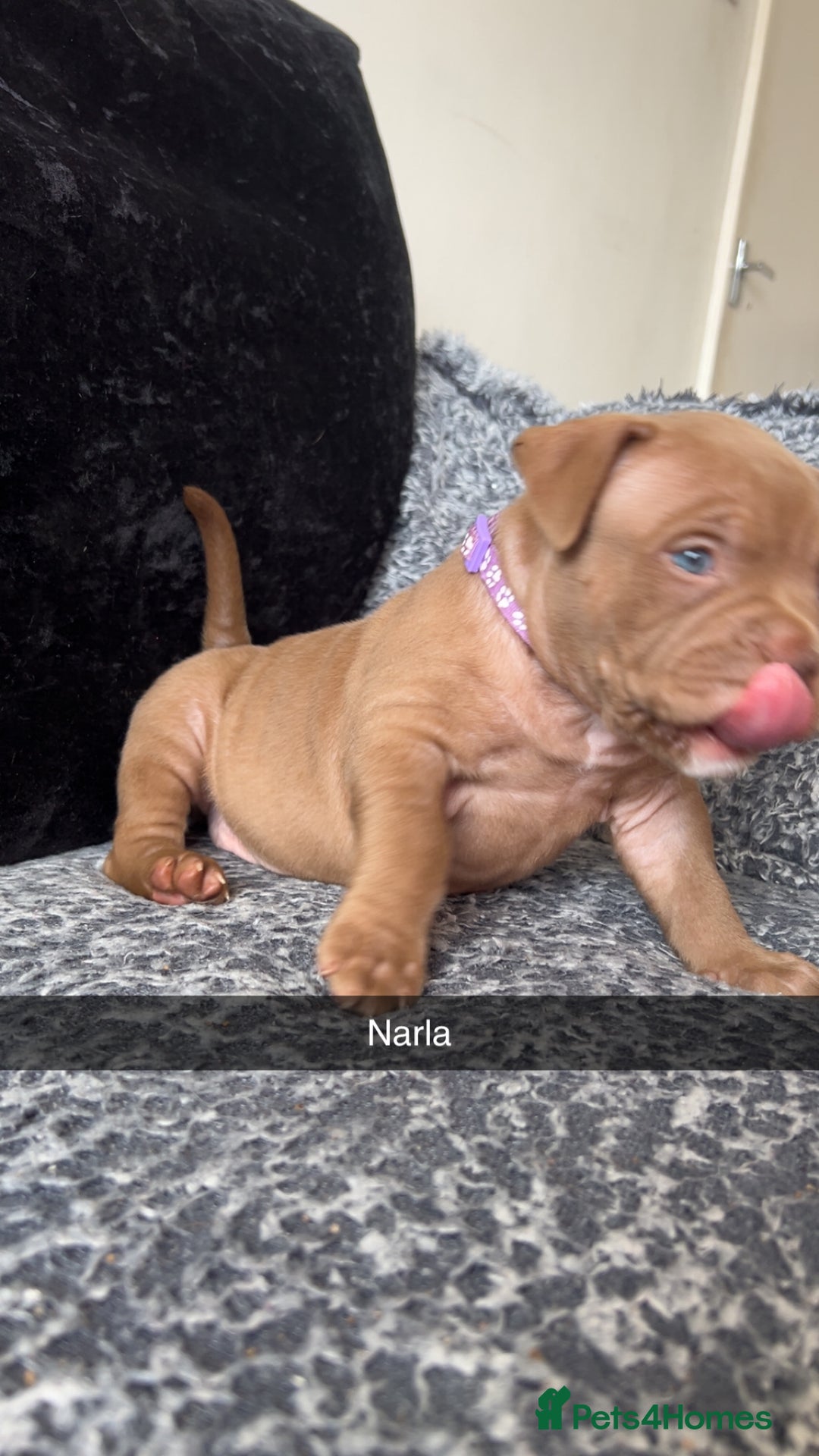 American Bully dogs for sale: Stunning pocket bullie’s  - Image 40