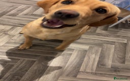 Labrador Retriever dogs for sale: Labrador for sale - Image 2